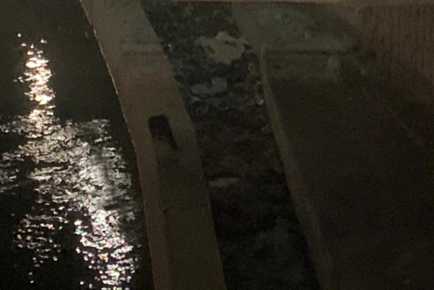 Foto - Nesli tükenme tehlikesiyle karşı karşıya! 3'ü bir arada görüntülendi