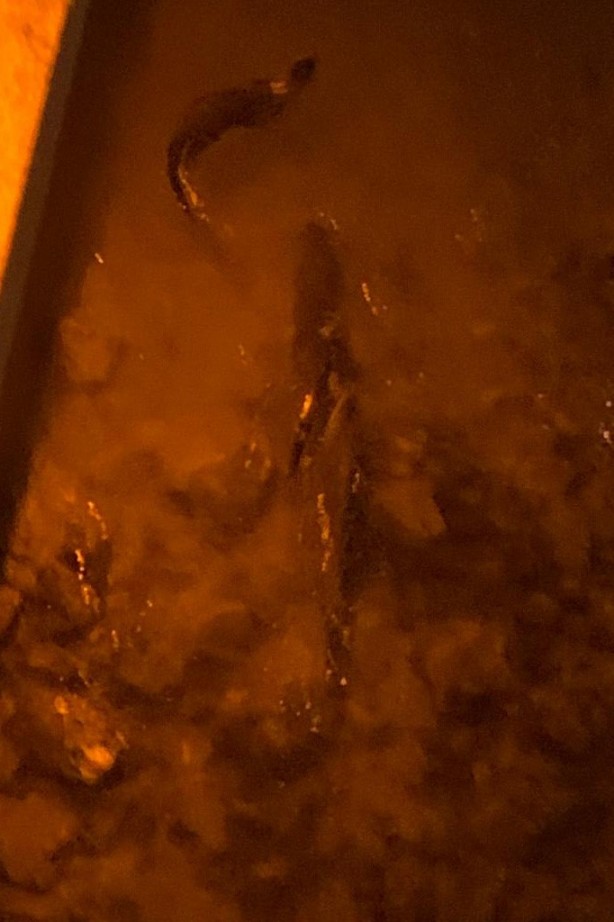 Foto - Nesli tükenme tehlikesiyle karşı karşıya! 3'ü bir arada görüntülendi