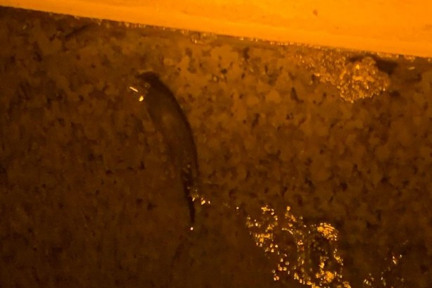 Foto - Nesli tükenme tehlikesiyle karşı karşıya! 3'ü bir arada görüntülendi