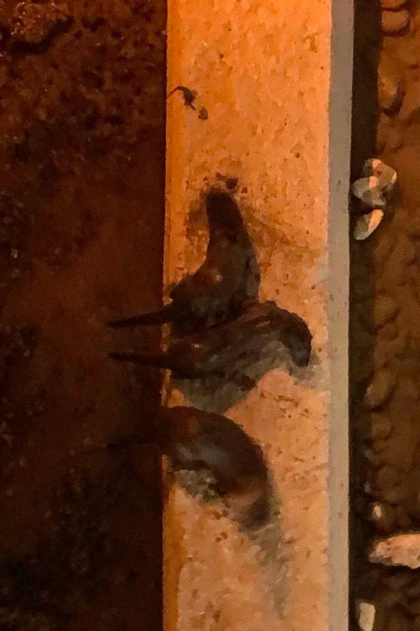 Nesli tükenme tehlikesiyle karşı karşıya! 3'ü bir arada görüntülendi