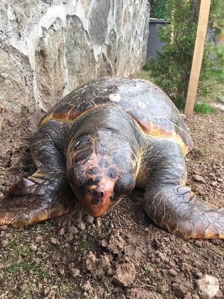 Foto - Nesli tükenmek üzere! 100 kiloluk kaplumbağa kıyıya vurdu
