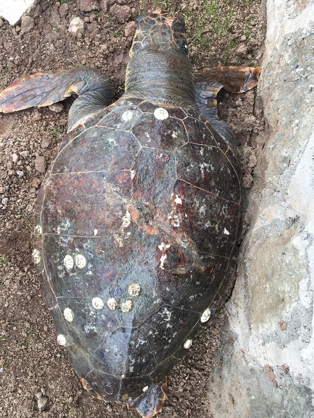 Foto - Nesli tükenmek üzere! 100 kiloluk kaplumbağa kıyıya vurdu