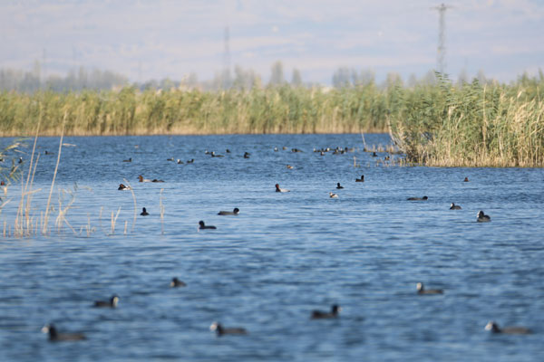 Nesli tükenmek üzere... Ağrı Dağı'nda görüntülendi