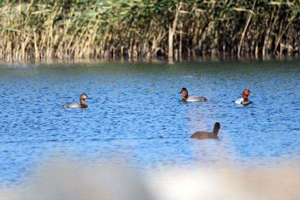 Foto - Nesli tükenmek üzere... Ağrı Dağı'nda görüntülendi