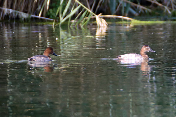 Foto - Nesli tükenmek üzere... Ağrı Dağı'nda görüntülendi