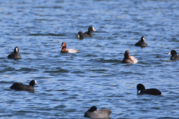 Foto - Nesli tükenmek üzere... Ağrı Dağı'nda görüntülendi