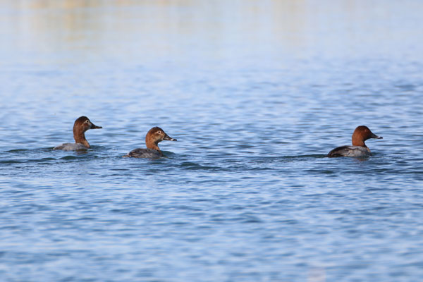 Foto - Nesli tükenmek üzere... Ağrı Dağı'nda görüntülendi