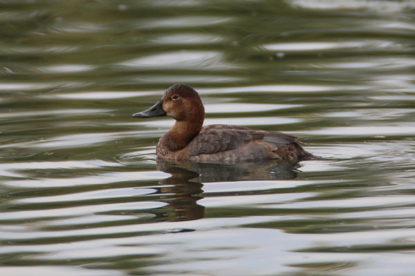Foto - Nesli tükenmek üzere... Ağrı Dağı'nda görüntülendi