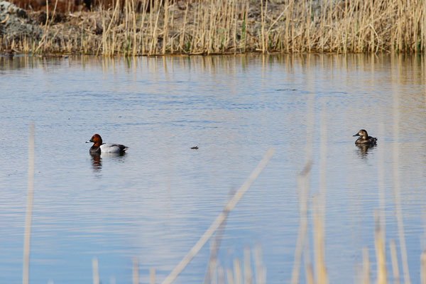 Foto - Nesli tükenmek üzere... Ağrı Dağı'nda görüntülendi