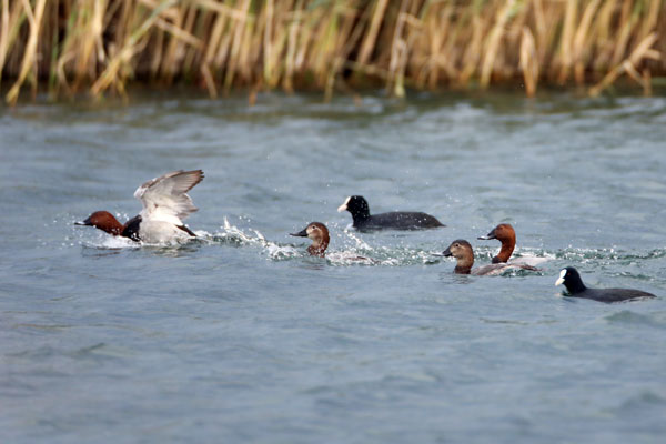 Foto - Nesli tükenmek üzere... Ağrı Dağı'nda görüntülendi