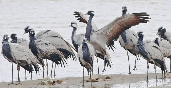 Foto - Nesli tükenmek üzere! Kastamonu’da görüntülendi