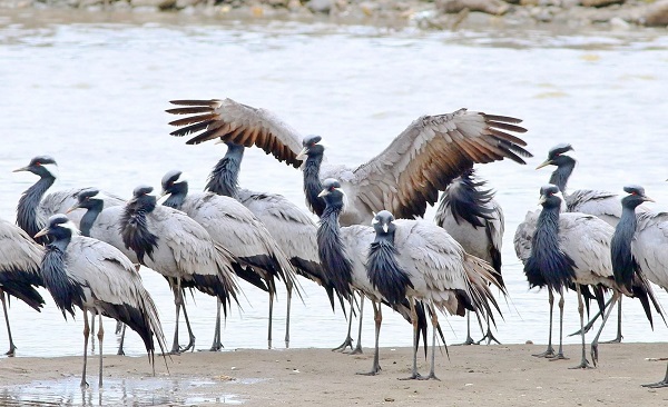 Nesli tükenmek üzere! Kastamonu’da görüntülendi