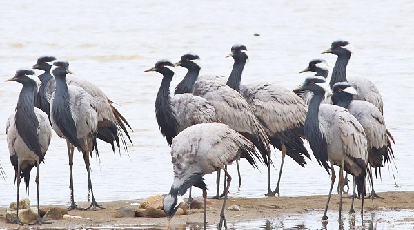Foto - Nesli tükenmek üzere! Kastamonu’da görüntülendi