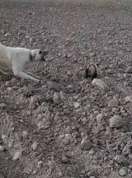 Foto - Nesli tükenmek üzere! O ilde görüldü