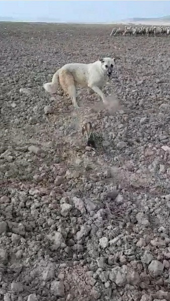Foto - Nesli tükenmek üzere! O ilde görüldü