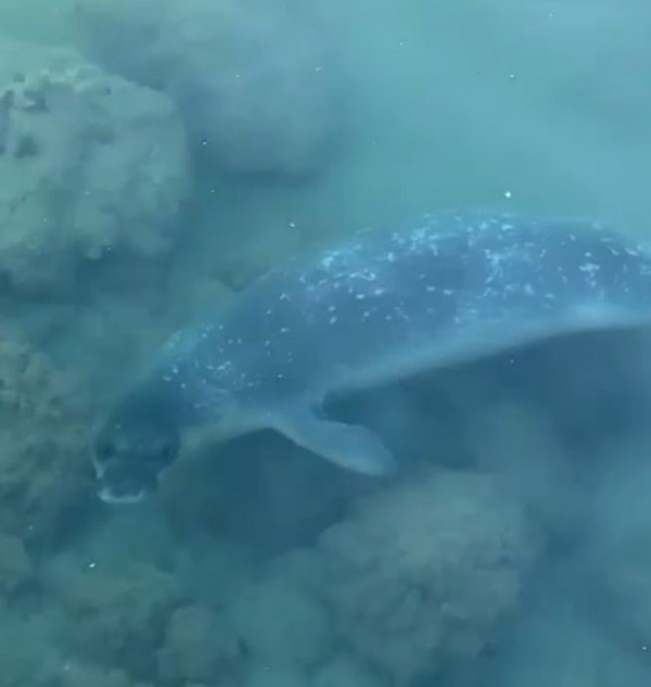 Foto - Nesli tükenmek üzere! Orada görüntülendi