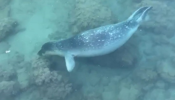 Nesli tükenmek üzere! Orada görüntülendi