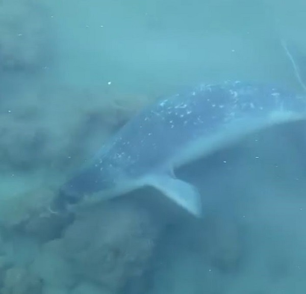 Foto - Nesli tükenmek üzere! Orada görüntülendi