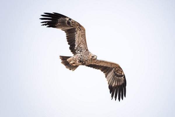 Foto - Nesli tükenmek üzere: Şah Kartal