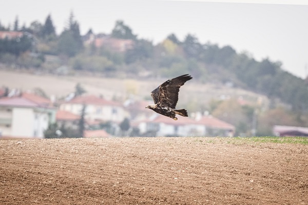 Foto - Nesli tükenmek üzere: Şah Kartal