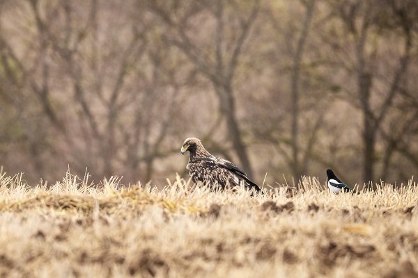 Foto - Nesli tükenmek üzere: Şah Kartal