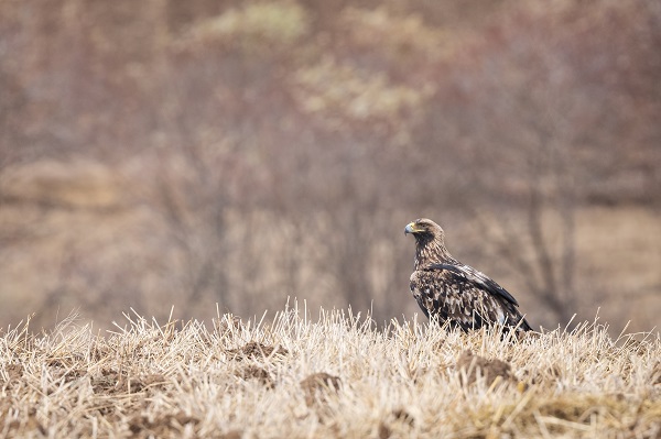 Foto - Nesli tükenmek üzere: Şah Kartal