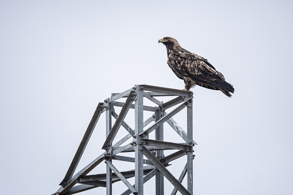 Foto - Nesli tükenmek üzere: Şah Kartal