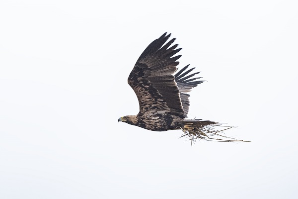 Foto - Nesli tükenmek üzere: Şah Kartal