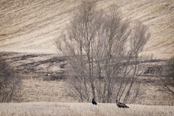 Foto - Nesli tükenmek üzere: Şah Kartal