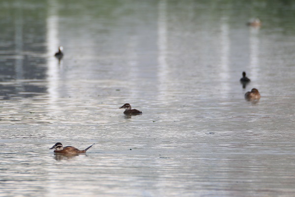Foto - Nesli tükenmek üzere! Van Gölü’nde görüntülendi