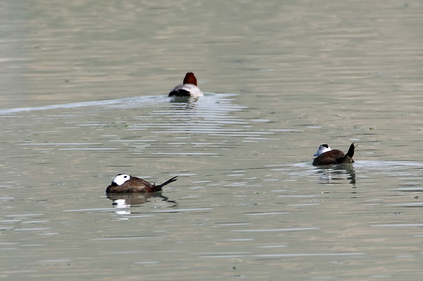 Foto - Nesli tükenmek üzere! Van Gölü’nde görüntülendi