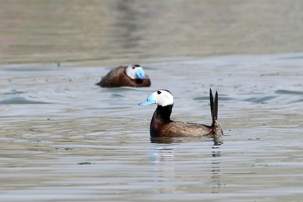 Nesli tükenmek üzere! Van Gölü’nde görüntülendi