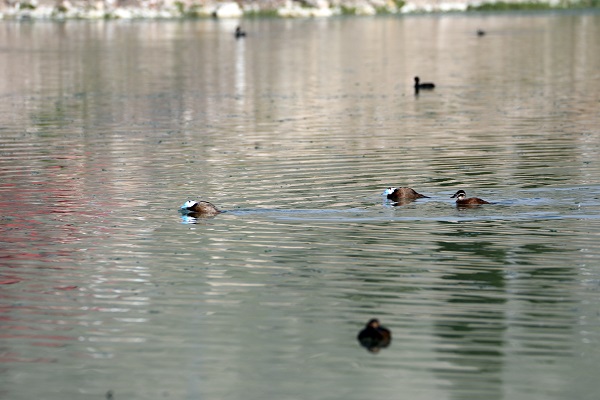 Foto - Nesli tükenmek üzere! Van Gölü’nde görüntülendi