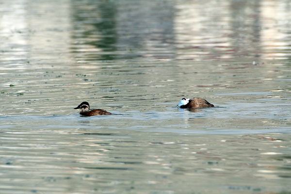 Foto - Nesli tükenmek üzere! Van Gölü’nde görüntülendi