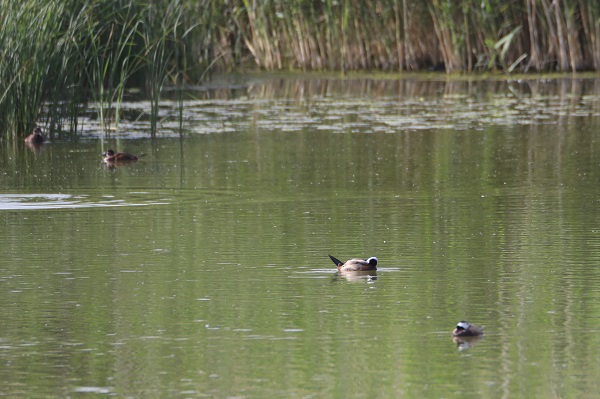 Foto - Nesli tükenmek üzere! Van Gölü’nde görüntülendi