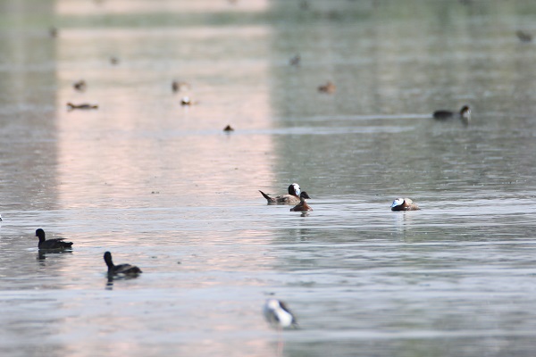 Foto - Nesli tükenmek üzere! Van Gölü’nde görüntülendi
