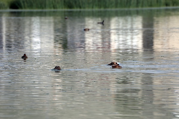 Foto - Nesli tükenmek üzere! Van Gölü’nde görüntülendi