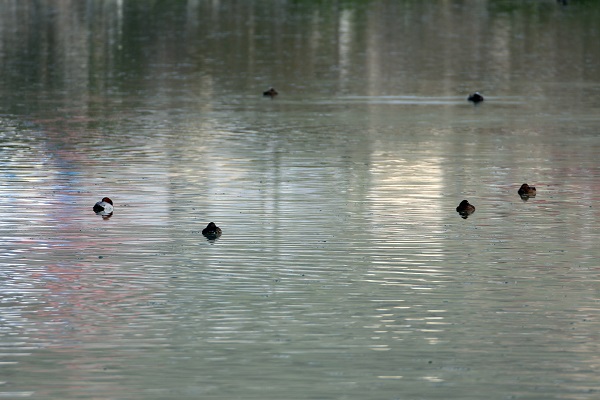 Foto - Nesli tükenmek üzere! Van Gölü’nde görüntülendi
