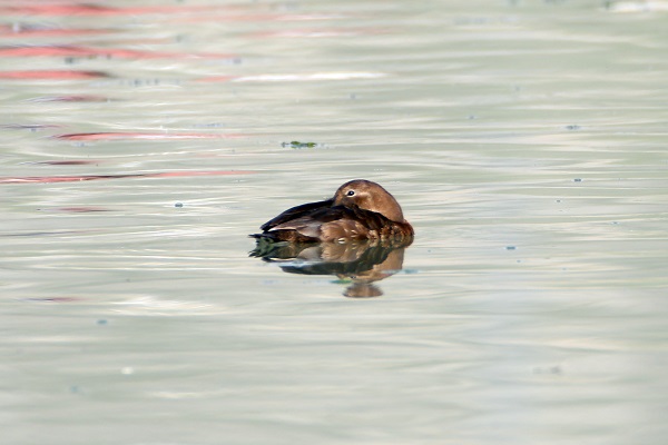 Foto - Nesli tükenmek üzere! Van Gölü’nde görüntülendi