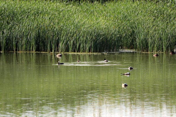 Foto - Nesli tükenmek üzere! Van Gölü’nde görüntülendi