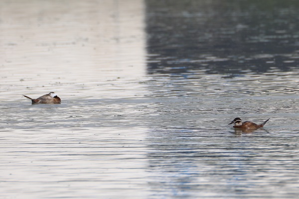 Foto - Nesli tükenmek üzere! Van Gölü’nde görüntülendi