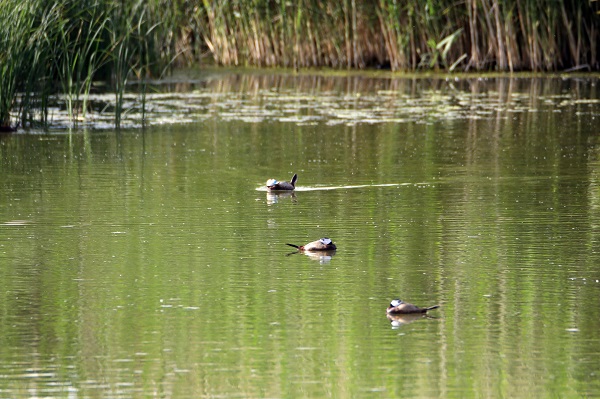 Foto - Nesli tükenmek üzere! Van Gölü’nde görüntülendi