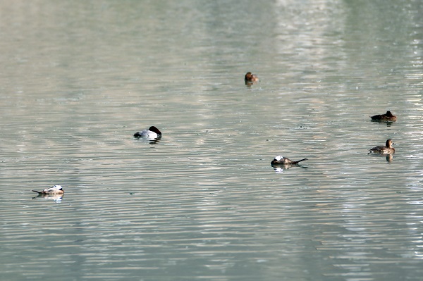 Foto - Nesli tükenmek üzere! Van Gölü’nde görüntülendi