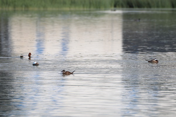 Foto - Nesli tükenmek üzere! Van Gölü’nde görüntülendi