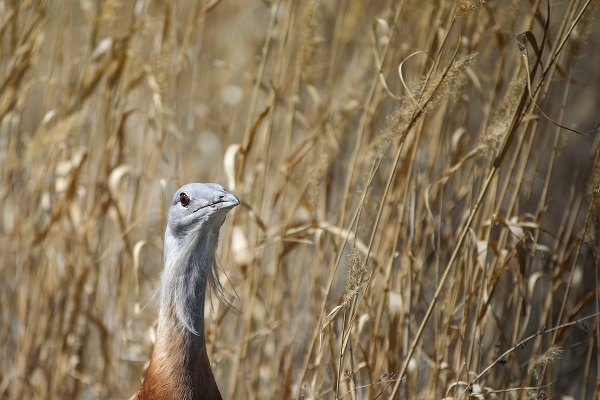 Foto - Nesli tükenmek üzere! Yolda bulunan "toy" kuşunu elleriyle besliyor