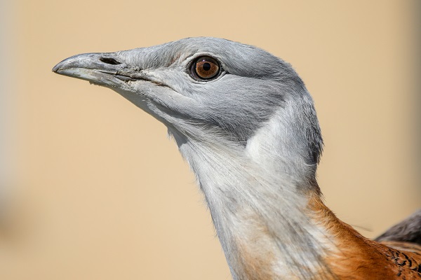 Foto - Nesli tükenmek üzere! Yolda bulunan "toy" kuşunu elleriyle besliyor