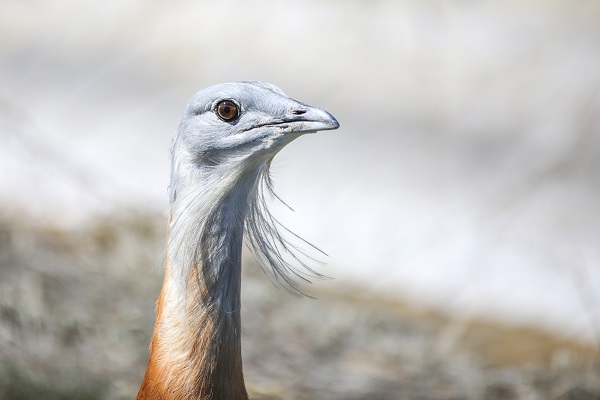 Foto - Nesli tükenmek üzere! Yolda bulunan "toy" kuşunu elleriyle besliyor