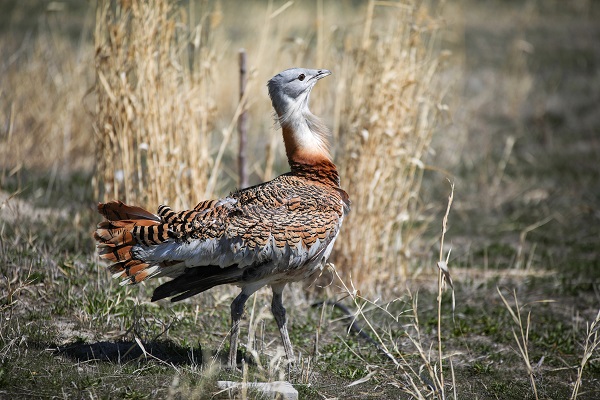 Foto - Nesli tükenmek üzere! Yolda bulunan "toy" kuşunu elleriyle besliyor