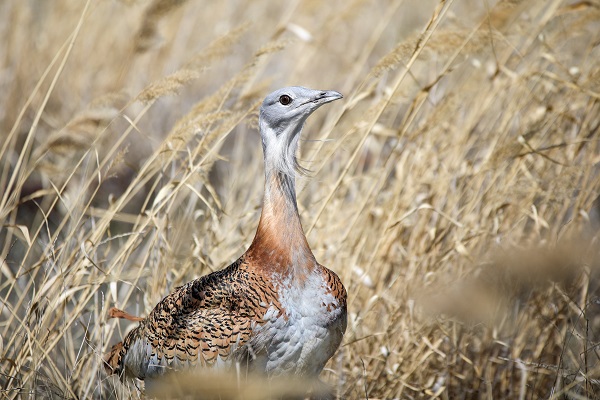 Foto - Nesli tükenmek üzere! Yolda bulunan "toy" kuşunu elleriyle besliyor