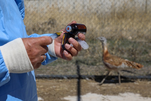 Foto - Nesli tükenmek üzere! Yolda bulunan "toy" kuşunu elleriyle besliyor